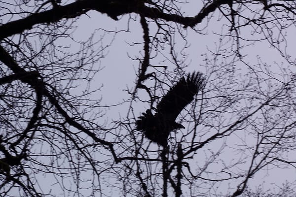 Eagle Spotting